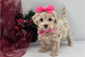 Krissy - Malti Poo - Maltipoo for sale