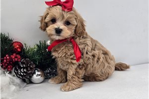 Cadette - Malti Poo - Maltipoo for sale