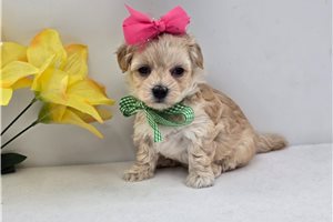 Pamela - Malti Poo - Maltipoo for sale