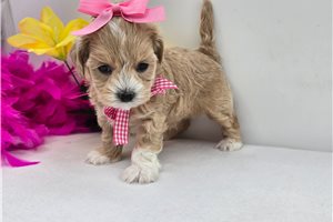 Fauna - Malti Poo - Maltipoo for sale