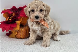Rutherford - Maltipoo for sale