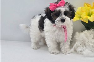 Novalee - Malti Poo - Maltipoo for sale
