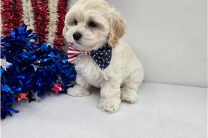 Remy - Malti Poo - Maltipoo for sale