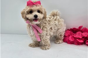 Danica - Malti Poo - Maltipoo for sale
