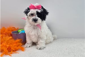 Cecilia - Malti Poo - Maltipoo for sale