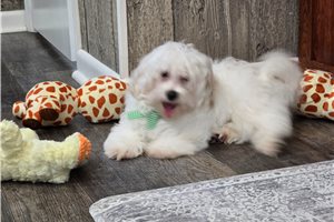 Cameron - Malti Poo - Maltipoo for sale