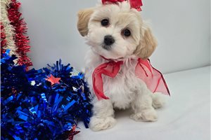 Rory - Malti Poo - Maltipoo for sale