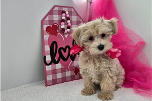 Kurtis - Malti Poo - Maltipoo for sale