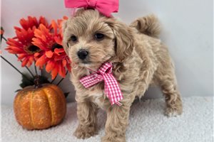 Rigby - Maltipoo for sale
