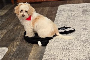 Iggy - Malti Poo - Maltipoo for sale