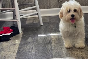 Remy - Malti Poo - Maltipoo for sale
