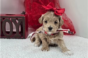 Georgia - Malti Poo - Maltipoo for sale