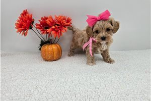 Ridley - Maltipoo for sale