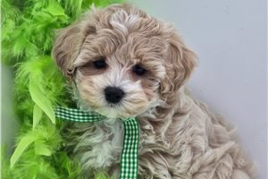 Christopher - Malti Poo - Maltipoo for sale