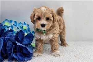 Echo - Malti Poo - Maltipoo for sale