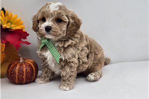 Ernest - Maltipoo for sale