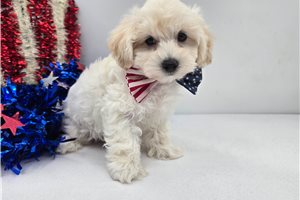 Roman - Malti Poo - Maltipoo for sale
