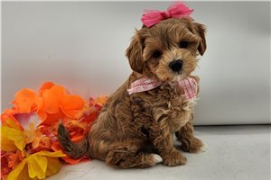Nancy - puppy for sale