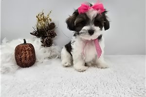 Mira - puppy for sale