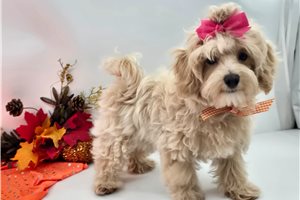 Topaz - Malti Poo - Maltipoo for sale