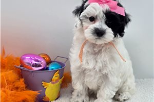 Cecilia - Malti Poo - Maltipoo for sale