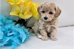 Dagger - Malti Poo - Maltipoo for sale