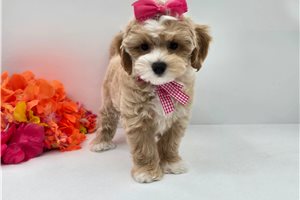 Faye - Malti Poo - Maltipoo for sale