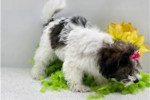 Novalee - Malti Poo - Maltipoo for sale