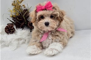 Caroline - puppy for sale