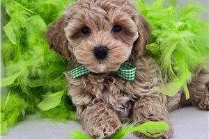 Carter - Malti Poo - Maltipoo for sale
