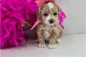 Faye - puppy for sale