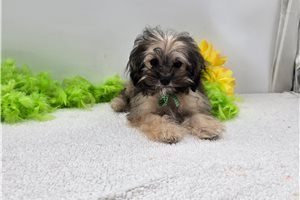 Navi - puppy for sale