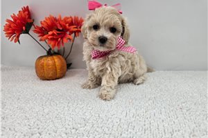 Riley - Maltipoo for sale