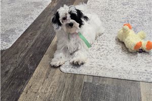 Cecilia - Malti Poo - Maltipoo for sale