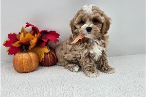 Ernest - Maltipoo for sale