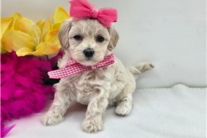 Dakota - puppy for sale