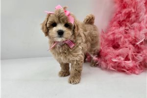 Charlotte - Malti Poo - Maltipoo for sale