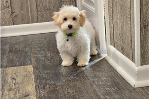 Roman - Malti Poo - Maltipoo for sale
