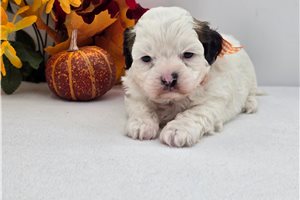 Kumar - Shih-Poo for sale