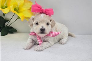 Rory - Malti Poo - Maltipoo for sale