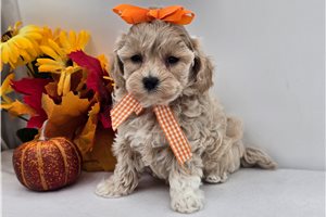 Erin - Malti Poo - Maltipoo, placed in Kirksville