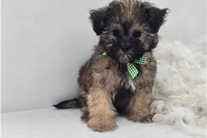 Navi - puppy for sale