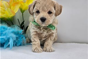 Earnest - Malti Poo - Maltipoo for sale
