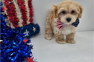 Pinto - Malti Poo - Maltipoo for sale
