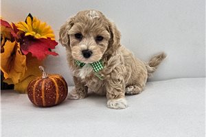 Elmo - Maltipoo for sale
