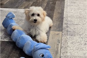Roman - Malti Poo - Maltipoo, placed in Kirksville