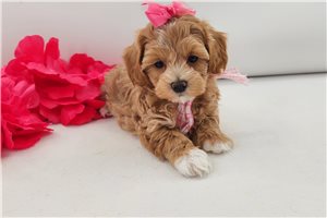 Nadine - puppy for sale