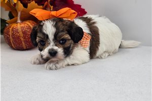 Kylee - Shih-Poo for sale