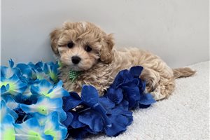 Dagger - Malti Poo - Maltipoo for sale