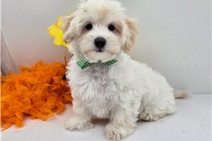 Roman - puppy for sale